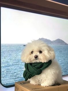 a small white dog wearing a green scarf sitting on top of a box near the ocean