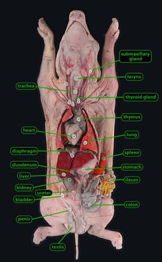 an image of the human body with labels on it