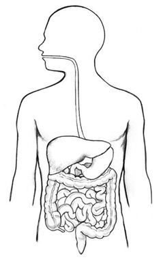 an outline of the human body showing the digest and small intestructions