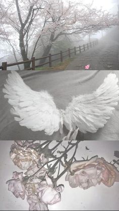 two pictures with white wings and pink flowers