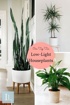 three different houseplants with the words low light houseplants