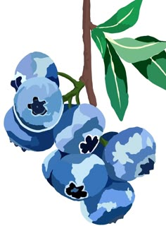 blueberries on a branch with leaves and watercolor style paint effect, isolated against a white background