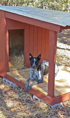 a dog is sitting in his kennel on the ground next to hay and trees