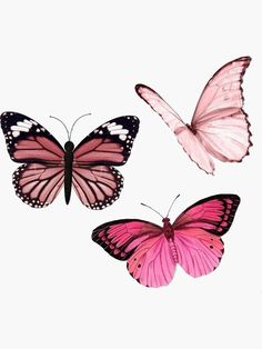 three pink butterflies with black and white markings on their wings, all facing different directions