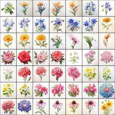 a bunch of flowers that are in different colors