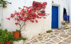 red flowers are growing on the side of a white building with blue doors and windows