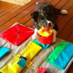 a black and white dog laying on top of a wooden floor next to colorful kites