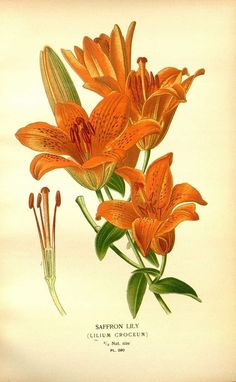 an illustration of orange lilies with green leaves on a beige background, from the natural history of flowers