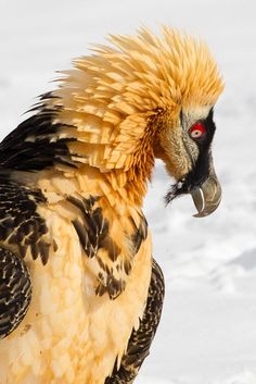 a large bird standing in the snow with it's head turned to the side