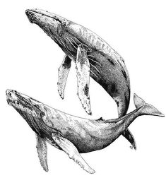 two humpback whales swimming side by side in black and white ink on paper