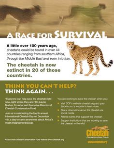 the cheetah is now extinct in 20 of those countries - think again poster