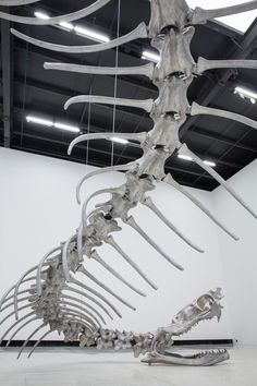 the skeleton of a dinosaur is displayed in an empty room with white walls and ceiling lights