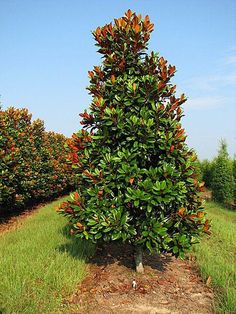 an orange tree in the middle of a field