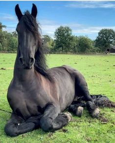 a black horse laying on top of a lush green field