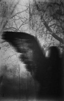 a black and white photo of a bird flying in the air with trees behind it