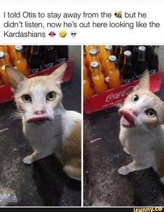 a cat with its mouth open sitting in front of some soda bottles