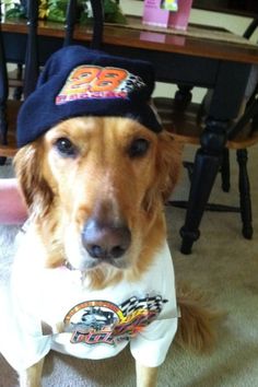 a dog wearing a hat and t - shirt sitting on the floor in front of a table