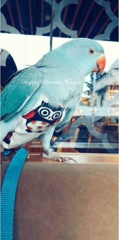 a blue parakeet sitting on top of a window sill