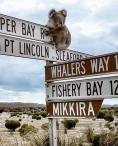 a koala sitting on top of a street sign