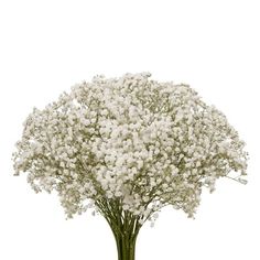 a tree with white flowers is shown in front of a white background