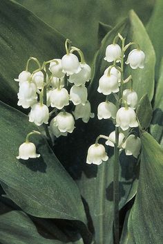 white flowers are growing in the middle of green leaves