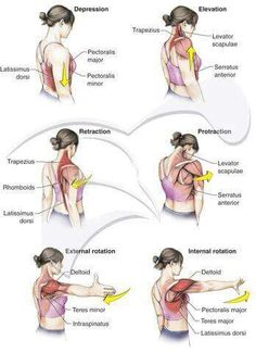 Shoulder Punkty Spustowe, Bolesti Chrbta, Yoga Anatomy, Smoothie Detox, Muscle Anatomy, Medical Anatomy, Hand Therapy, Shoulder Muscles, Body Anatomy