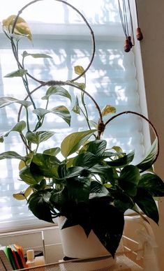 a potted plant sitting in front of a window