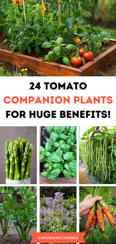 24 Best Tomato Companion Plants and 5 to Avoid Planting Next to Tomatoes Veggie And Herb Garden Ideas, Companion Container Gardening, Companion Planting Vegetables Layout Raised Bed, Companion Planting Chart Raised Beds, Planting Tomatoes In Garden, Tomato Companion Planting, What To Plant With Tomatoes, Companion Planting Tomatoes, Tomatoes In Raised Beds