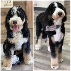 two pictures of a black and white dog with his tongue hanging out, one is standing on the floor