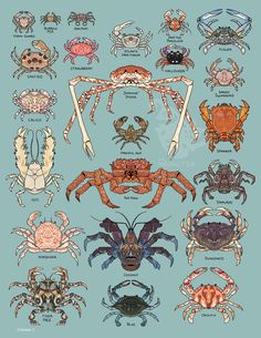 different types of crabs and their names