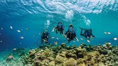 three people scubang in the ocean surrounded by corals and small fish, with their backs turned to the camera