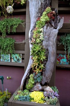 a tree trunk with plants growing out of it