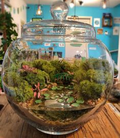 a fish bowl filled with water and plants