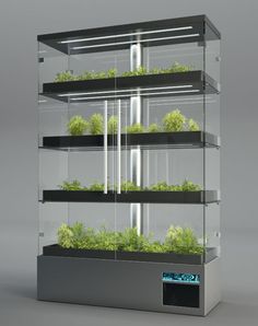 a display case with plants in it