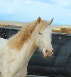 a white horse standing in front of a black fence with hay on it's sides