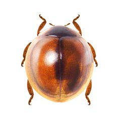 a close up of a beetle on a white background