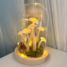 a group of mushrooms under a glass dome on a white table with moss and lights