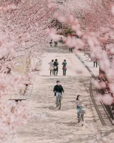 two people riding bicycles down a path lined with cherry blossom trees