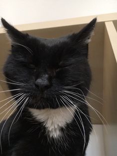 a black and white cat sitting on top of a wooden shelf with its eyes closed