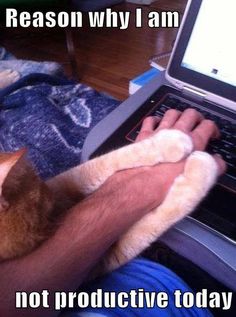 a man holding a cat in his lap while typing on a laptop computer with the caption reason why i am not productive today