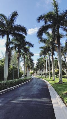 a street lined with palm trees and green grass