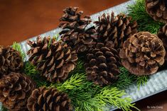 pine cones and evergreen needles on a tray