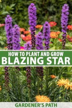 how to plant and grow blazing star flowers in the garden with text overlay that reads, how to plant and grow blazing star