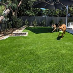 a dog running with a ball in its mouth on the grass near a pool and umbrella