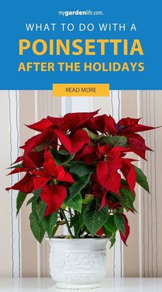 poinsettia in a white pot with text overlay reading what to do with a poinsettia after the holidays