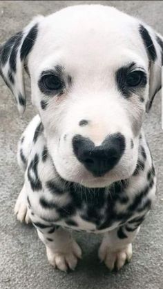 a dalmatian puppy sitting on the ground looking at the camera