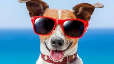 a dog wearing red sunglasses and sitting on a white wall with the ocean in the background