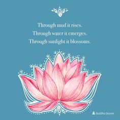 a pink lotus flower with the quote through mud it rises through water it emerges through sunlight it blossoms