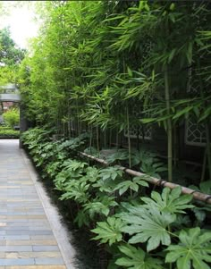 the walkway is lined with green plants and stone pavers, which are bordered by bamboo trees