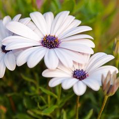 three white daisies with purple centers in the center and green leaves on the other side